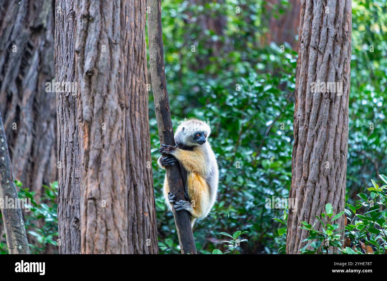 Un Verreaux's Sifaka (Diademed) s'accroche à un arbre dans une forêt luxuriante. Le sifaka a une fourrure blanche et jaune avec des mains et des pieds foncés. Réserve Andasibe, Madag Banque D'Images