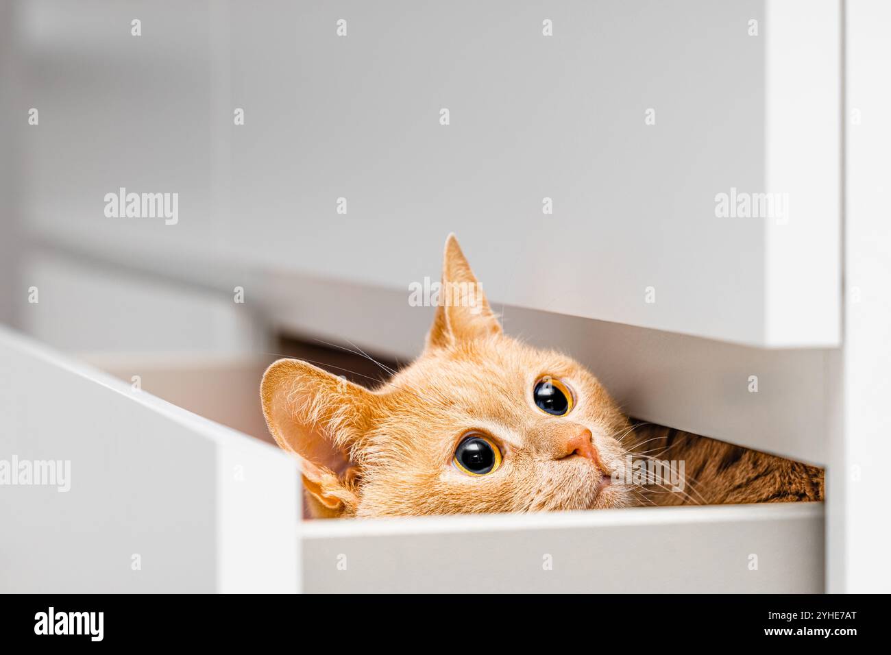 chat domestique au gingembre caché dans le tiroir de la commode. chat jetant un coup d'œil hors du tiroir du placard. un chat timide se cache des gens. gros yeux de chat. Banque D'Images