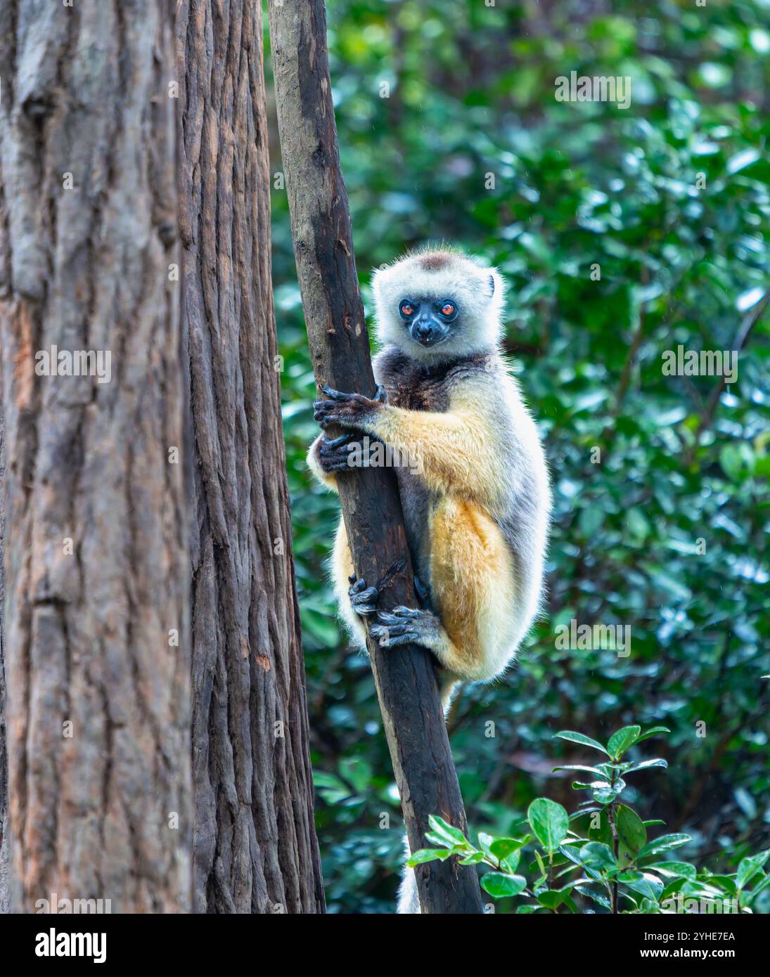 Un Verreaux's Sifaka (Diademed) s'accroche à un arbre dans une forêt luxuriante. Le sifaka a une fourrure blanche et jaune avec des mains et des pieds foncés. Réserve Andasibe, Madag Banque D'Images