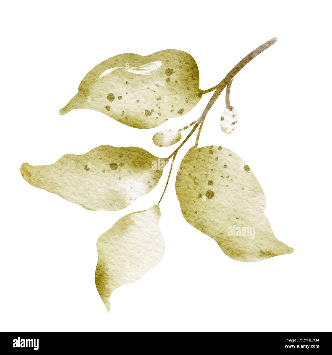 Aquarelle branche dessinée à la main feuille verte Banque D'Images