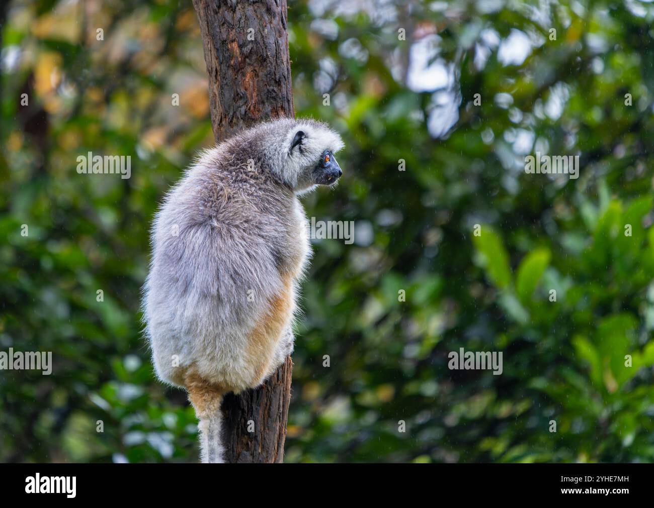 Un Verreaux's Sifaka (Diademed) s'accroche à un arbre dans une forêt luxuriante. Le sifaka a une fourrure blanche et jaune avec des mains et des pieds foncés. Réserve Andasibe, Madag Banque D'Images