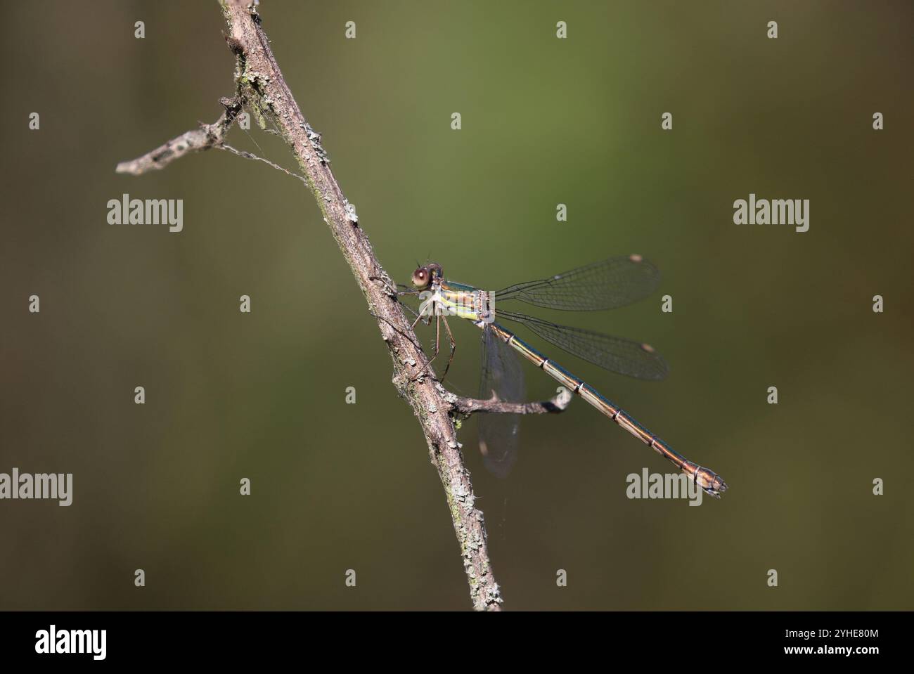 Willow Emerald Damselfly ou Western Willow Spreadwing femelle - Chalcolestes viridis Banque D'Images