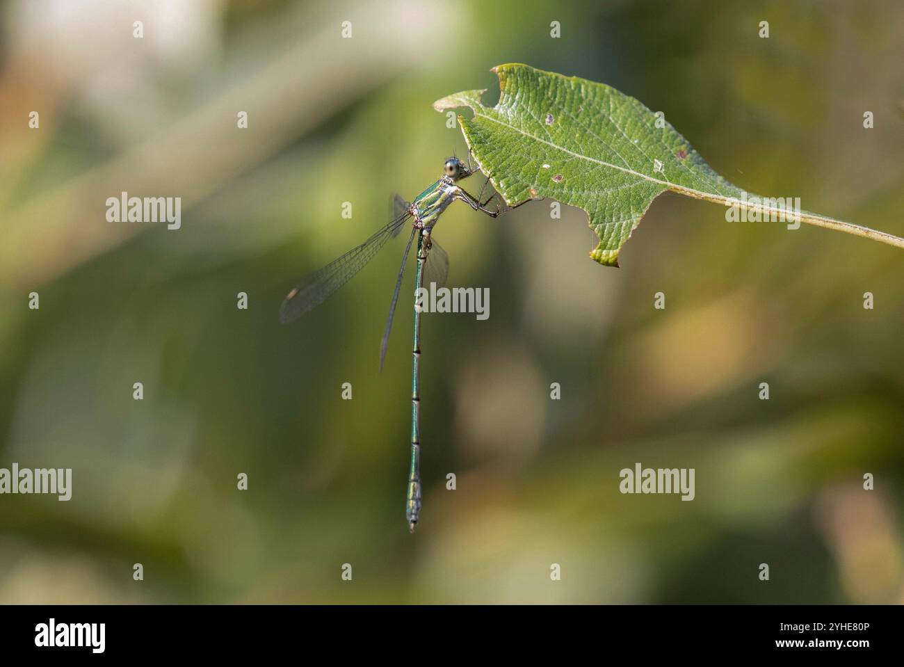 Willow Emerald Damselfly ou Willow Western Willow Spreadwing mâle - Chalcolestes viridis Banque D'Images