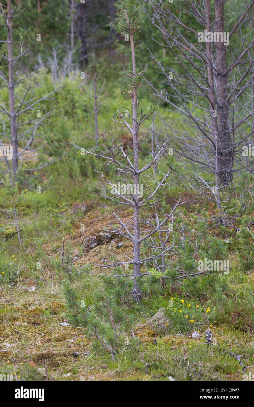 Elch Hat Kiefern, Kiefer verbissen, Verbiss, Verbiss-Schaden, Wildschaden, Wildverbiss, Fraßspur, Frass-Spur, Wildschaden, Alces alces, Elk, navigation Banque D'Images