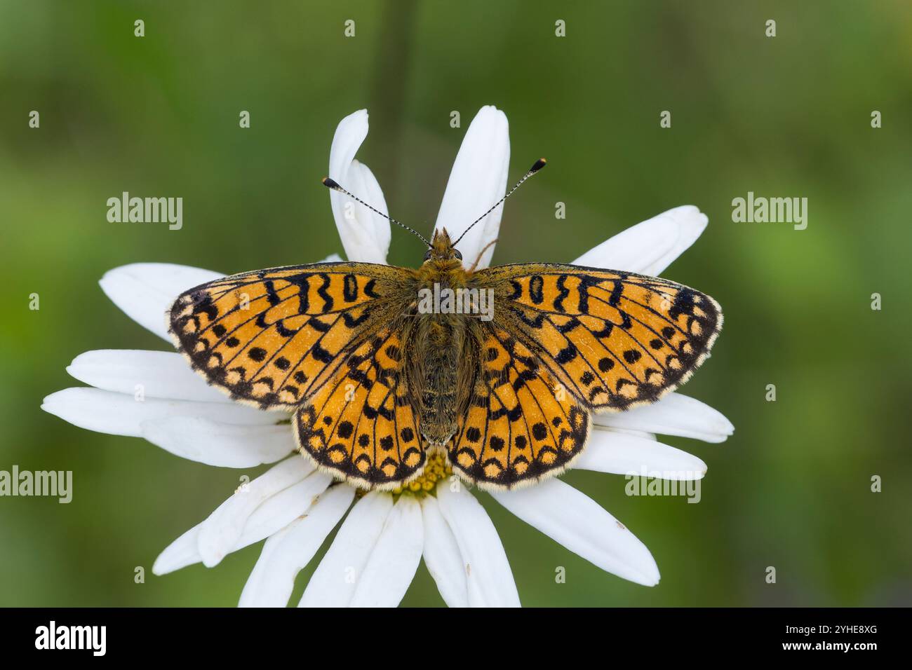Braunfleckiger Perlmuttfalter, Braunfleckiger Perlmutterfalter, Sumpfwiesen-Perlmuttfalter, Sumpfwiesen-Perlmutterfalter, Perlmuttfalter, Perlmutterfa Banque D'Images