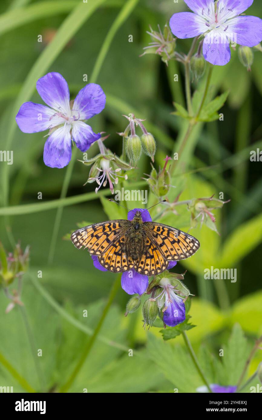 Braunfleckiger Perlmuttfalter, Braunfleckiger Perlmutterfalter, Sumpfwiesen-Perlmuttfalter, Sumpfwiesen-Perlmutterfalter, Perlmuttfalter, Perlmutterfa Banque D'Images