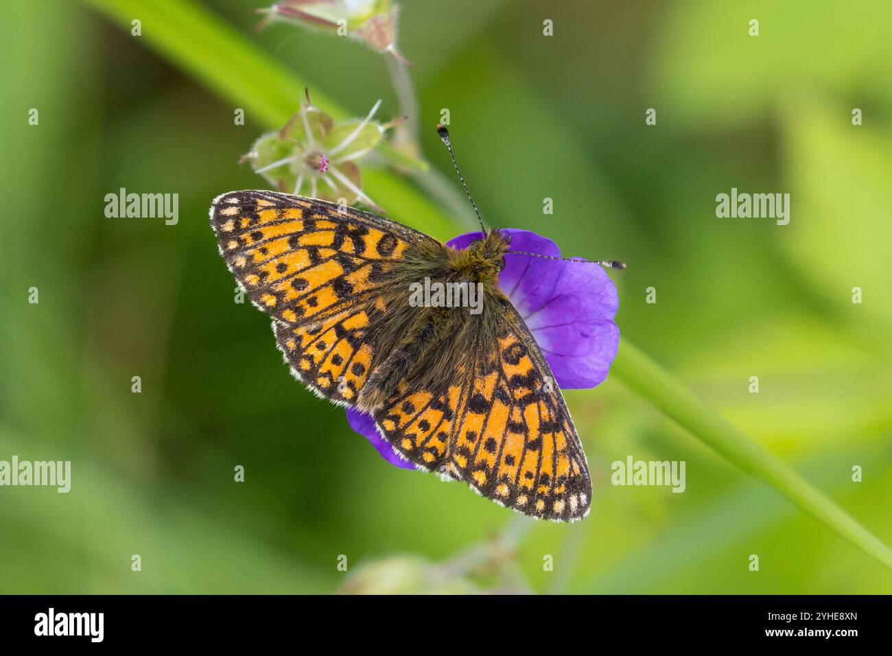 Braunfleckiger Perlmuttfalter, Braunfleckiger Perlmutterfalter, Sumpfwiesen-Perlmuttfalter, Sumpfwiesen-Perlmutterfalter, Perlmuttfalter, Perlmutterfa Banque D'Images