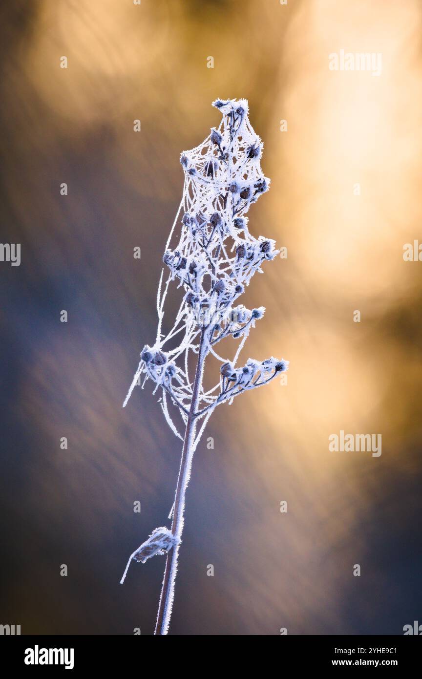 Plante congelée avec des cristaux de glace et lever de soleil sur le fond. Matin d'hiver glacial. Banque D'Images