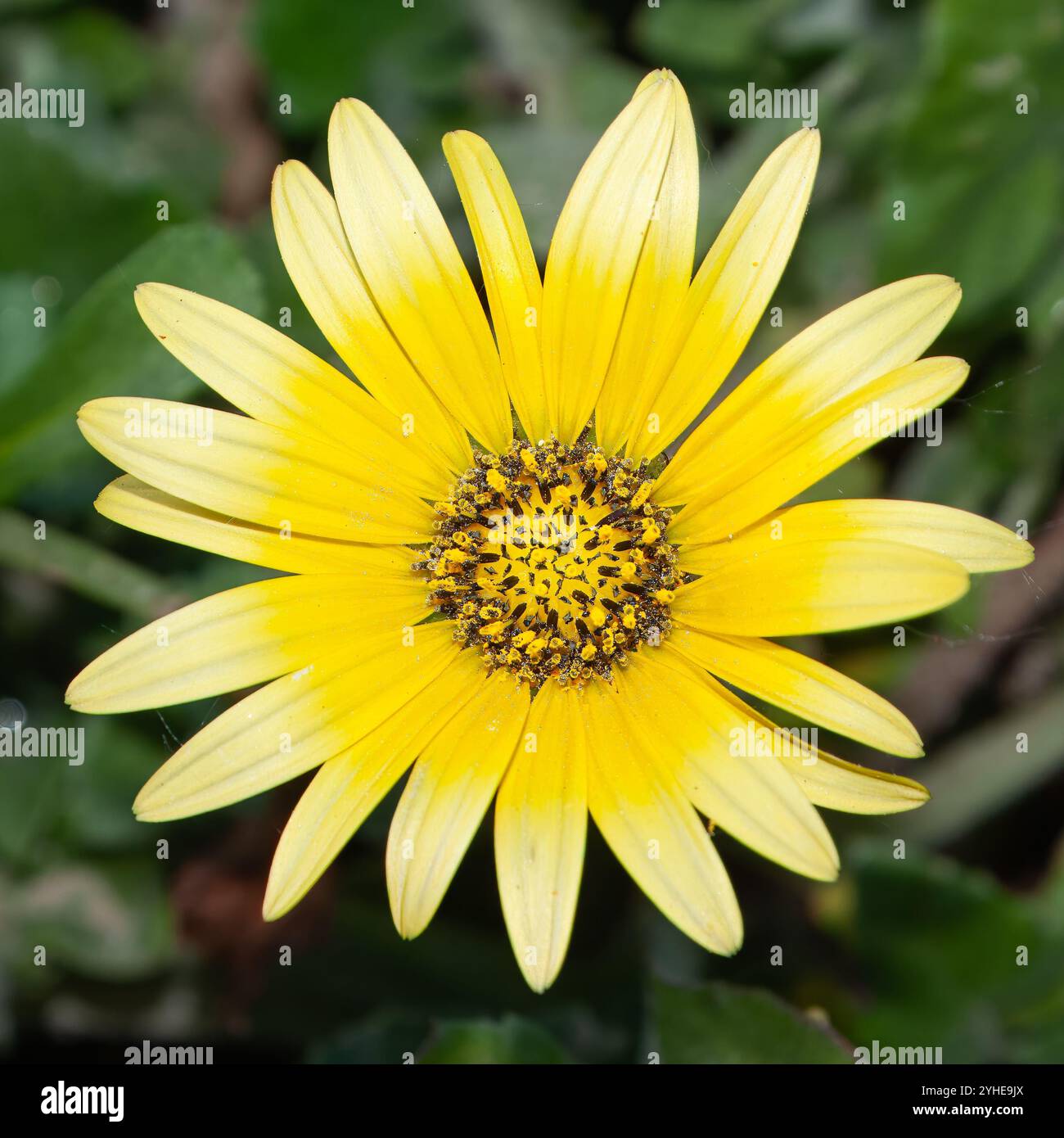 Erva gorga, une espèce d'Arctotheca, nom scientifique Arctotheca calendula. Fleur jaune avec pétales fins et longs. Banque D'Images