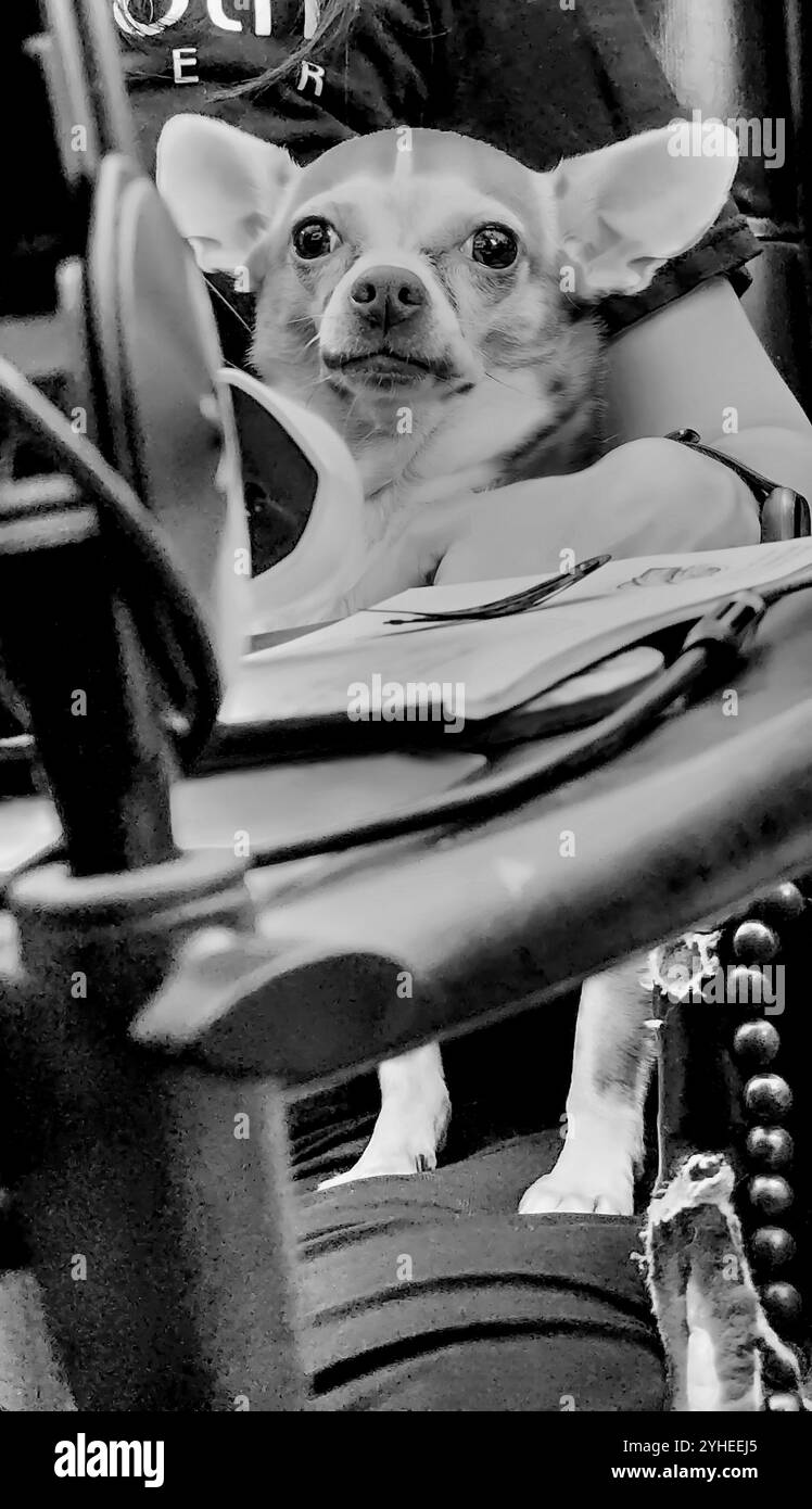 Portrait en noir et blanc d'un chien assis sur les genoux de leurs propriétaires Banque D'Images