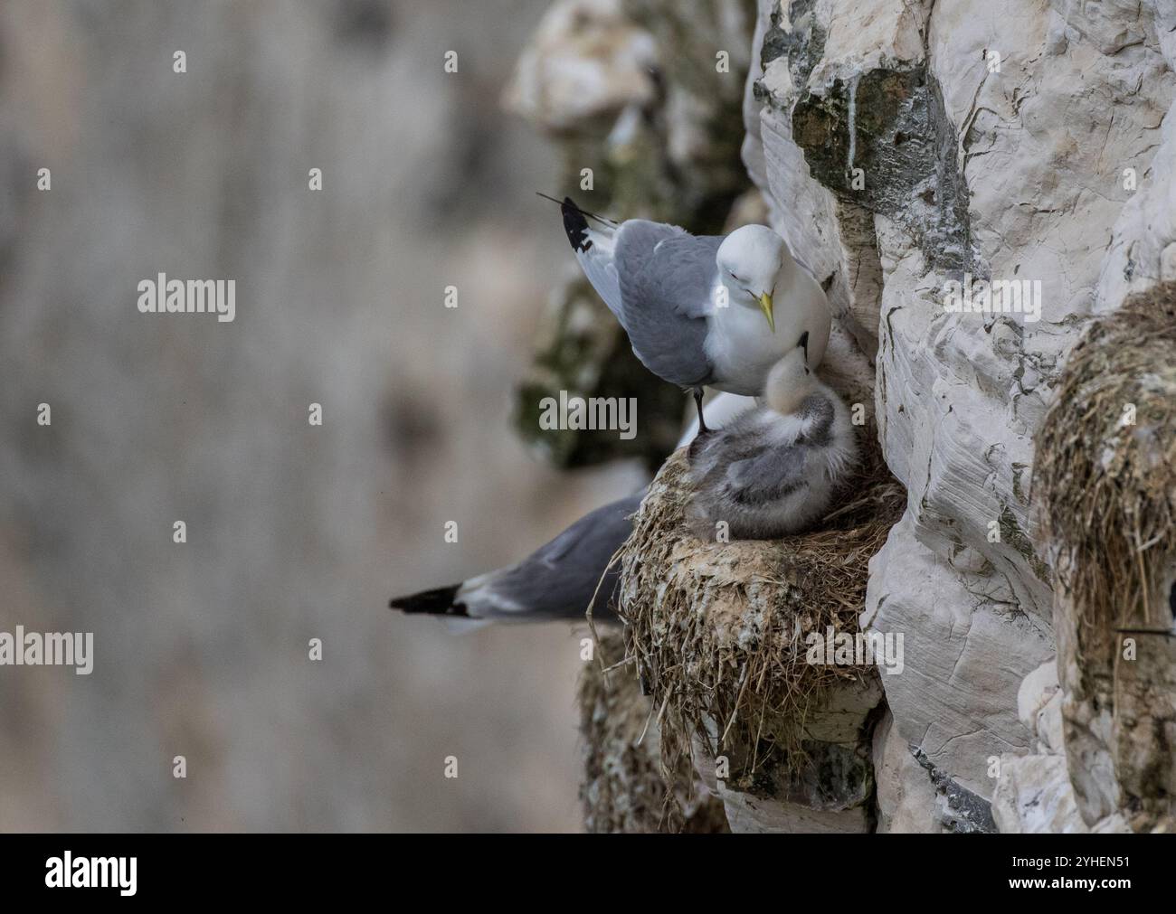 Un Kittiwake (Rissa tridactyla) et son poussin. Le nid est équilibré sur un rebord rocheux sur une falaise abrupte. Yorkshire, Royaume-Uni Banque D'Images