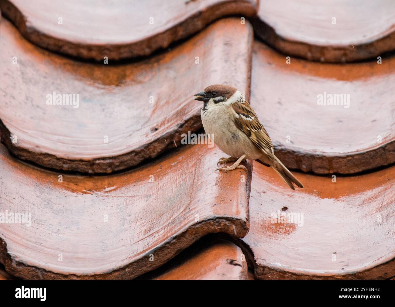 Un Moineau mâle (passer montanus) . Un oiseau de campagne timide, assis sur un toit de bâtiment de ferme. Il est en déclin et sur la liste rouge. Suffolk, Royaume-Uni Banque D'Images