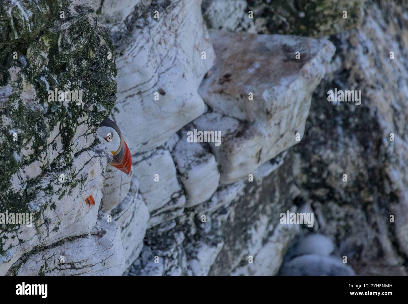 Le favori des Nations, un macareux (Fratercula arctica) caché dans les falaises rocheuses en dehors de ce billet lumineux emblématique qui le donne. Yorkshire , Royaume-Uni Banque D'Images