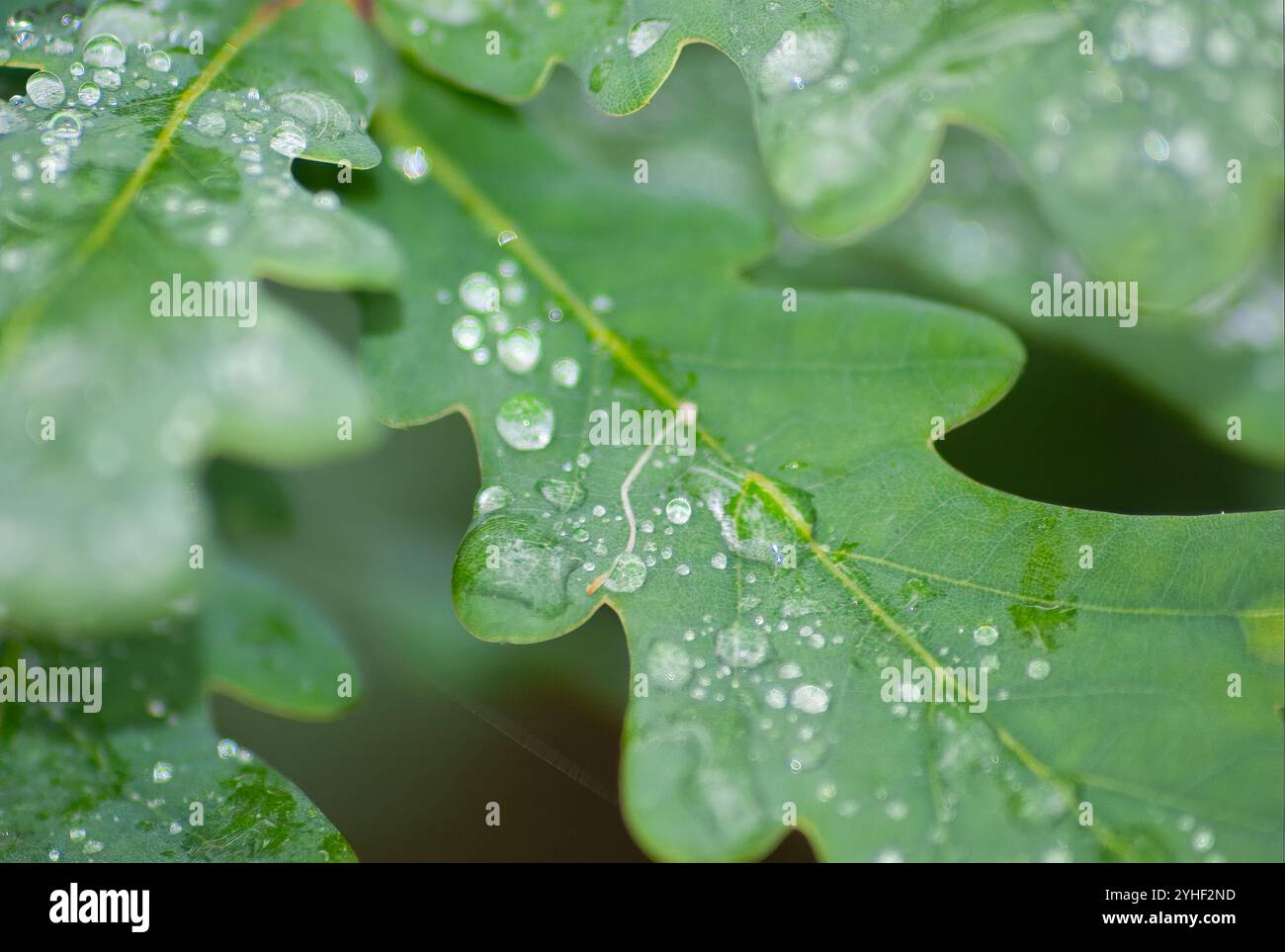 Feuilles vertes d'un arbre avec quelques gouttes d'eau. Banque D'Images