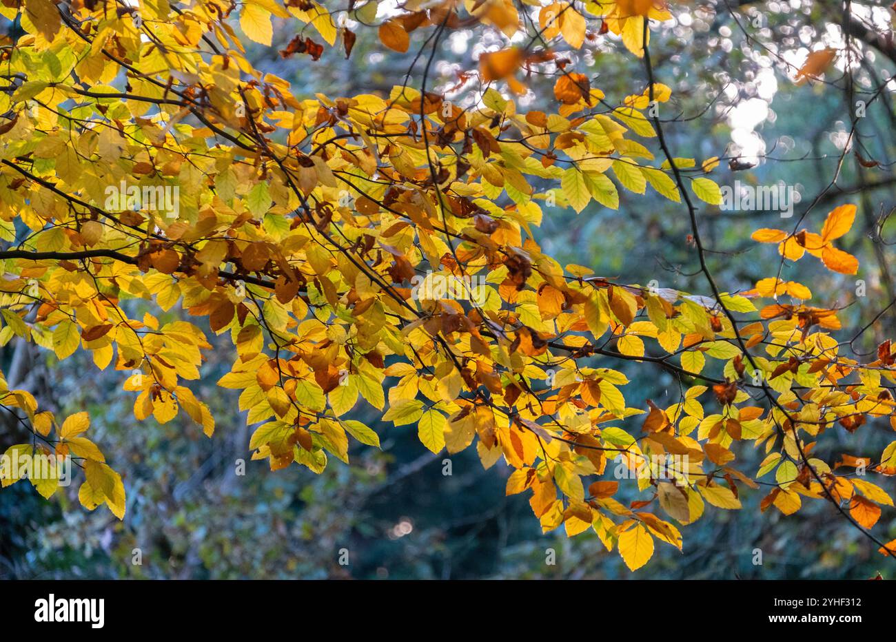 Hêtres montrant leurs couleurs d'automne jaune vif dans une forêt du Worcestershire, en Angleterre. Banque D'Images