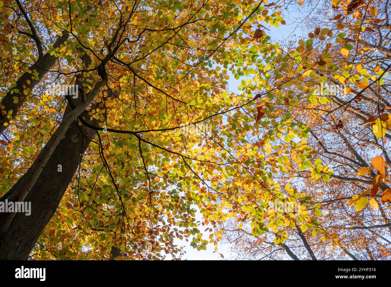 Hêtres montrant leurs couleurs d'automne jaune vif dans une forêt du Worcestershire, en Angleterre. Banque D'Images