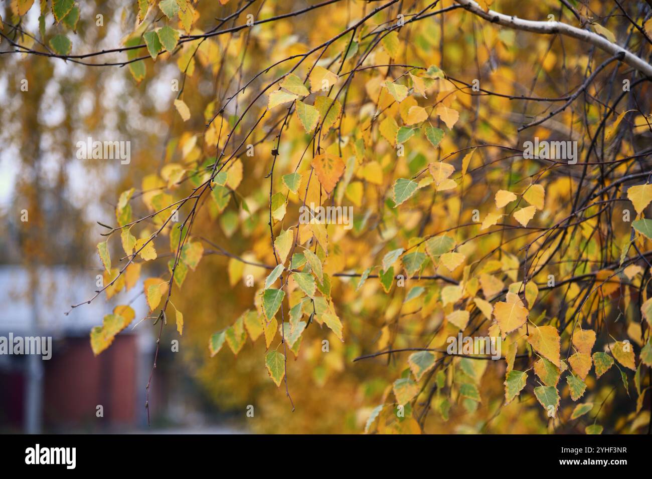 Une vue panoramique sur un sol forestier baigné de soleil, mettant en valeur une mosaïque de feuilles mortes Banque D'Images