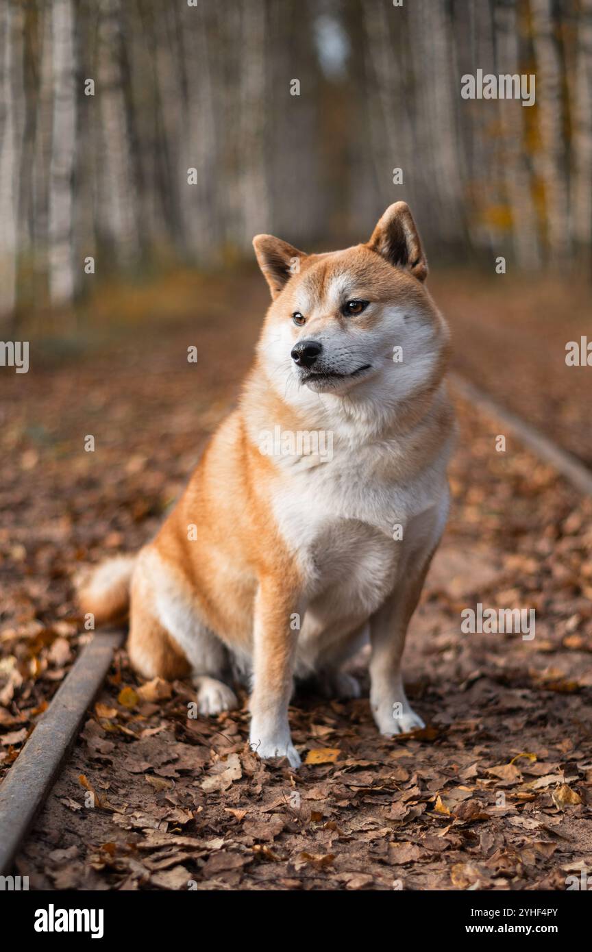 Shiba inu chien est sittingon le chemin de fer de tourbe à voie étroite en Lettonie le jour d'automne Banque D'Images