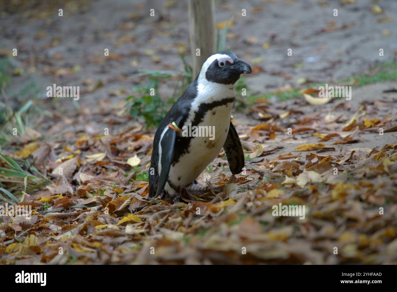 Portrait de pingouin dans la nature Banque D'Images