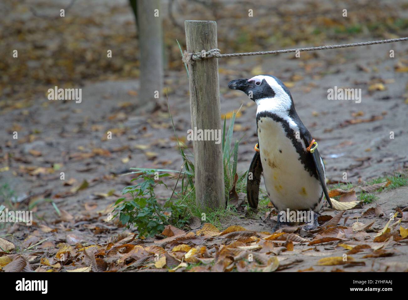 Portrait de pingouin dans la nature Banque D'Images
