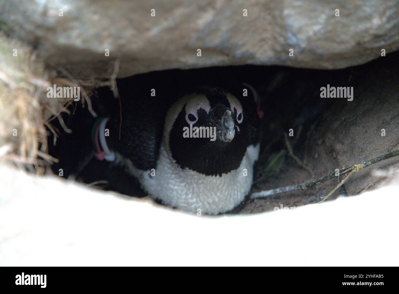 Portrait de pingouin dans la nature Banque D'Images
