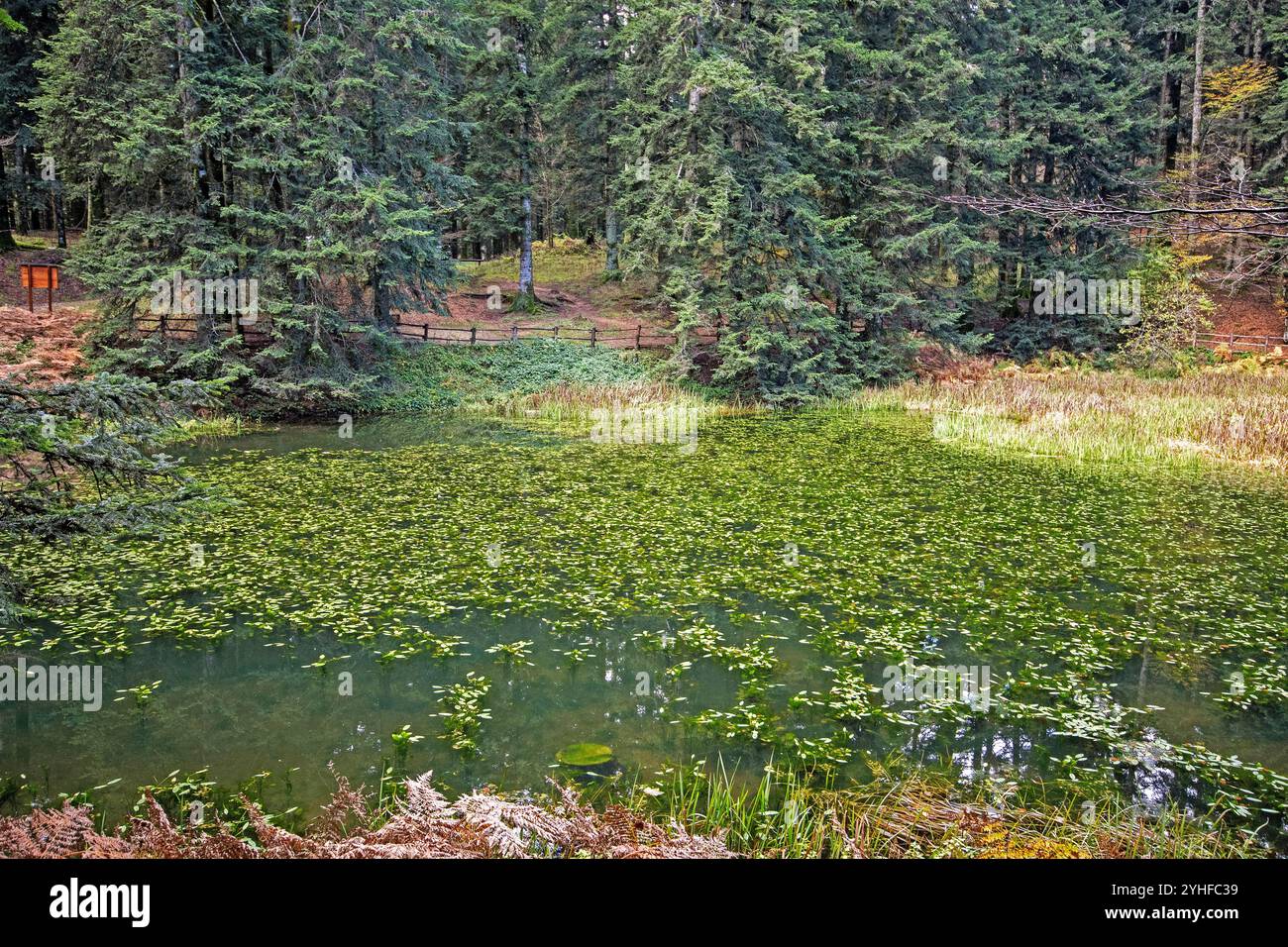 Lac de Traversari (ancien lac artificiel créé par des moines camaldolais), Parc National de Foreste Casentinesi Monte Falterona e Campigna, Toscane, Italie Banque D'Images