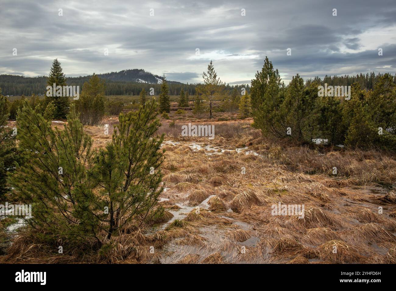 Tourbe dans la réserve naturelle dans la forêt de Bohême en Europe. Paysage extérieur de Bogland en République tchèque. Banque D'Images