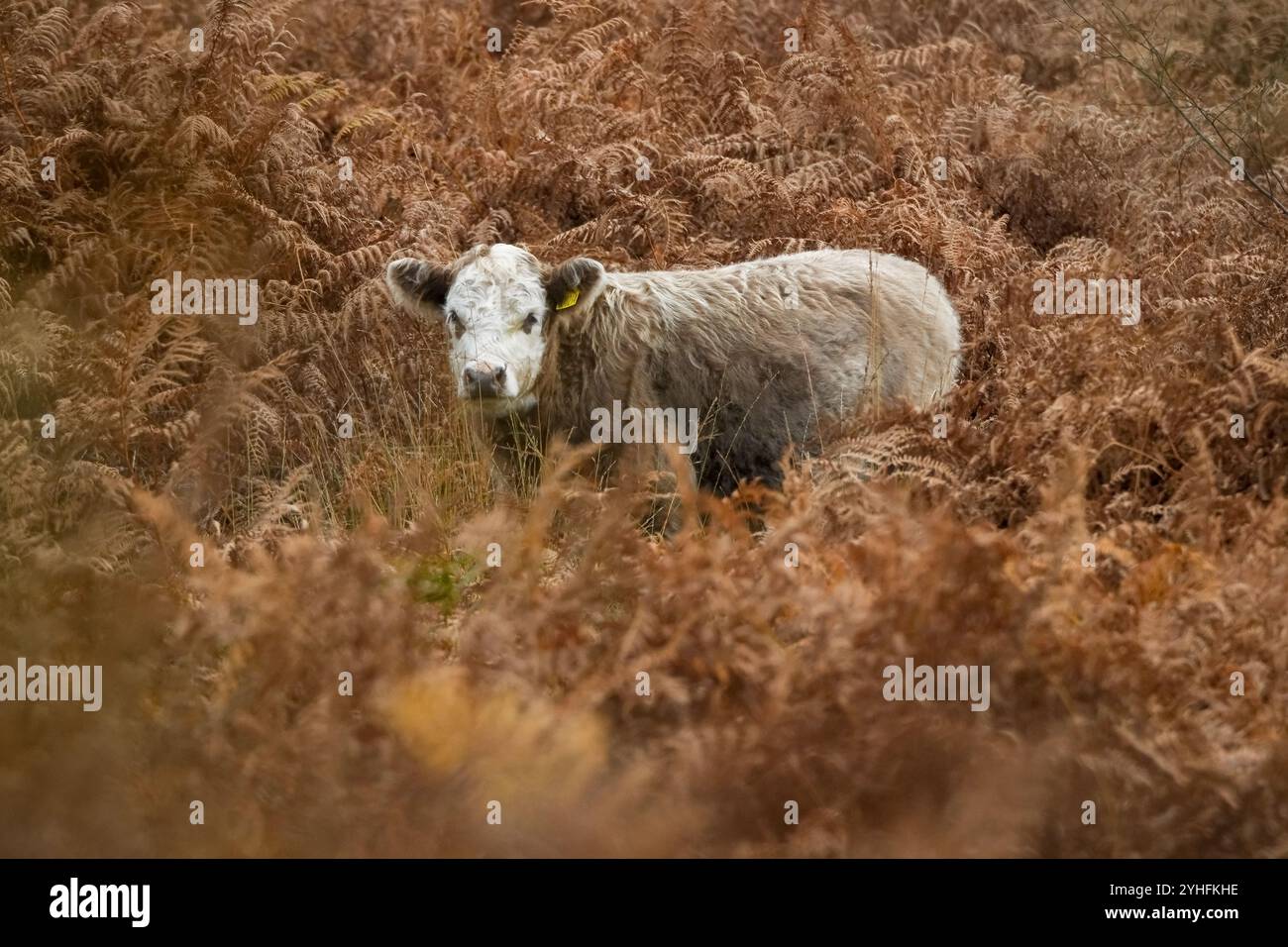 Une vache blanche centrée parmi les fougères orange du New Forest Hampshire regardant vers la caméra. Banque D'Images