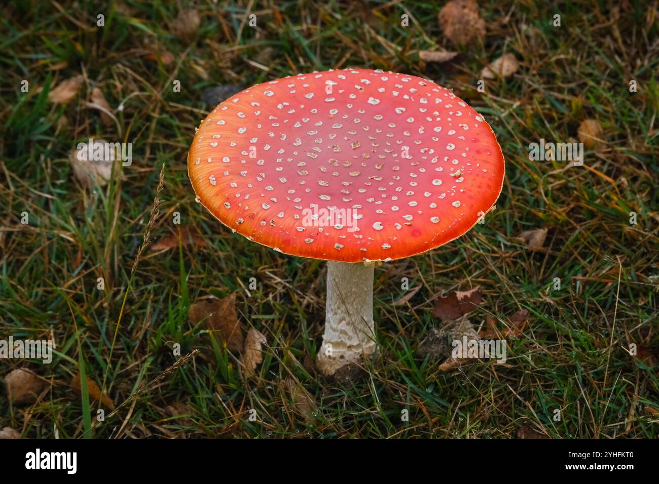 Mouchez les champignons agariques dans le New Forest Hampshire Angleterre. Banque D'Images