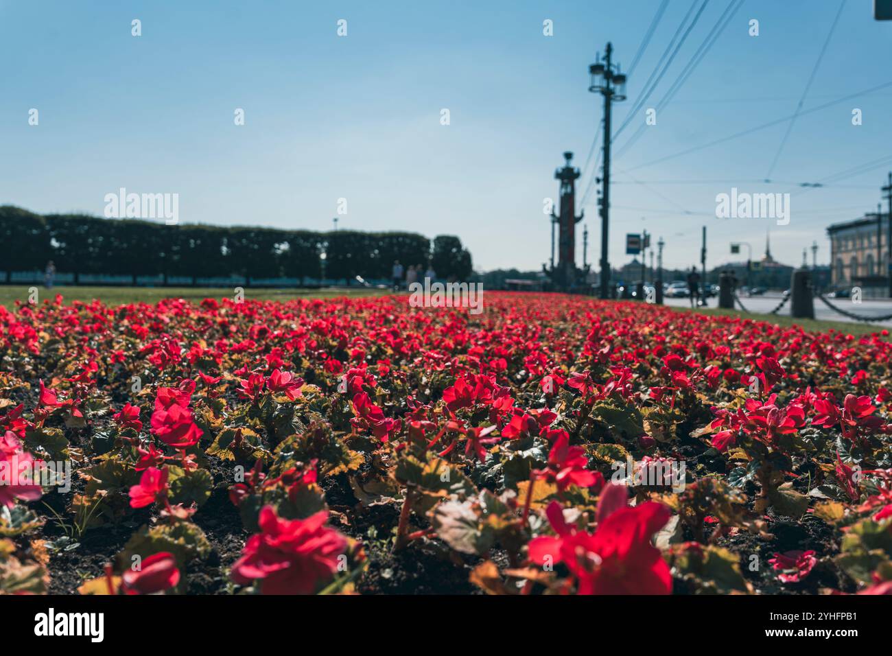 Fleurs rouges vibrantes en pleine floraison le long d'un front de mer de la ville, avec des structures historiques et un ciel bleu clair en arrière-plan. Un ur vivant et coloré Banque D'Images