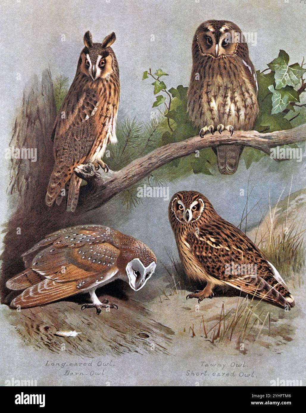 Chouette à oreilles longues (Asio otus), chouette Tawny (Strix aluco), chouette à oreilles longues (Tyto alba) et chouette à oreilles courtes (Asio flammeus), illustration d'aquarelle vintage de 1915. Original de l'artiste écossais Archibald Thorburn. Banque D'Images