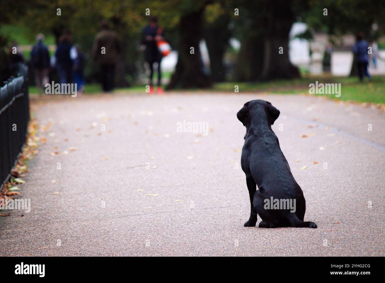 Un chien noir est assis patiemment sur un chemin de parc, regardant les gens au loin. Banque D'Images