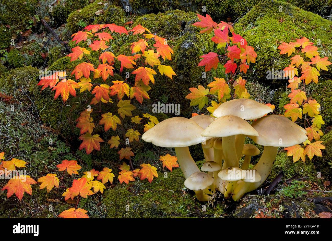 Lyophyllum decastes, ou champignons forestiers Domecap groupés surgissant après une pluie dans un peuplement d'érable de vigne tournant au rouge et à l'or en octobre automne Banque D'Images