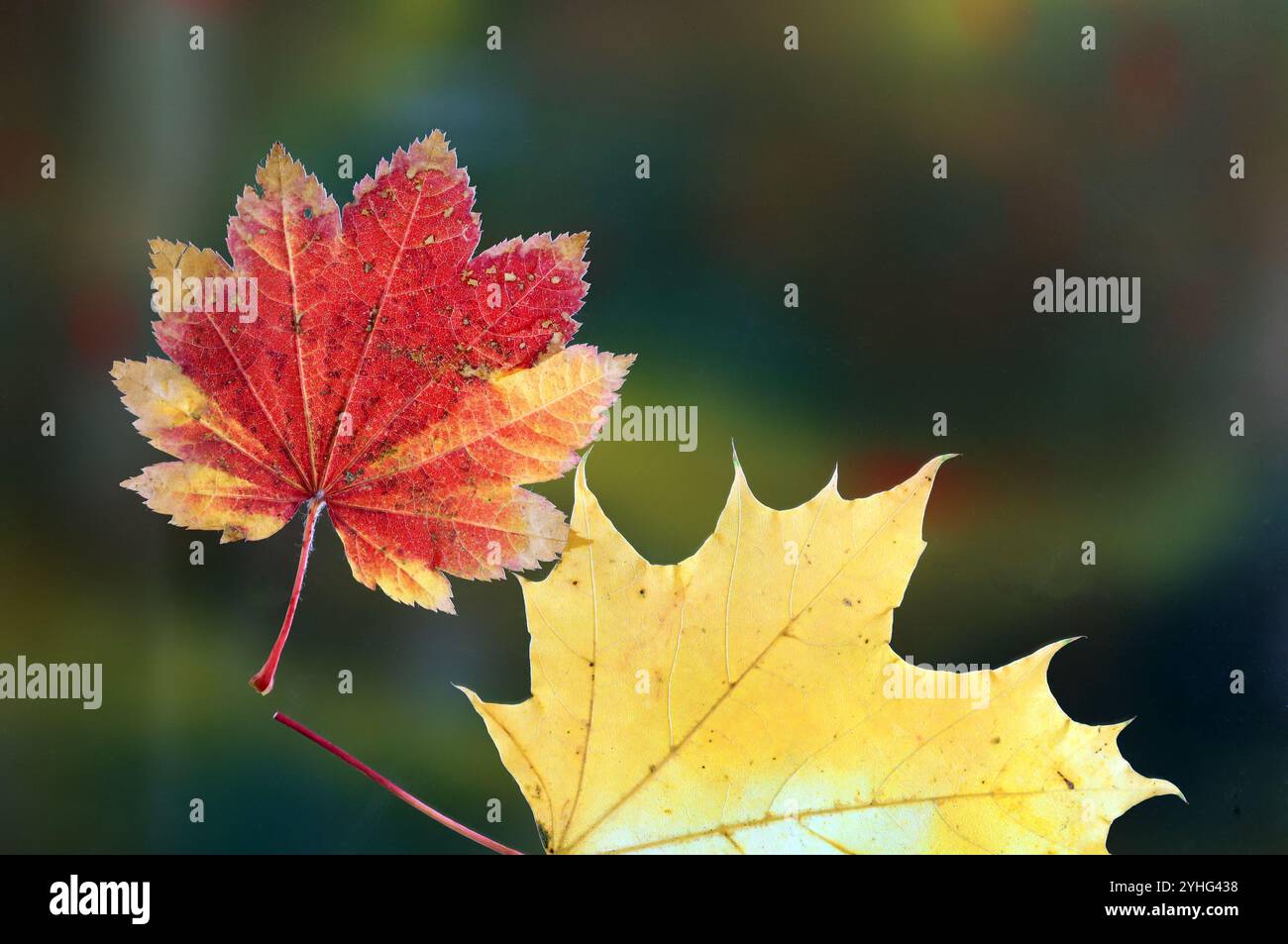 Des feuilles d'érable d'automne tombent d'un érable à Drake Park, dans le centre-ville de Bend, Oregon, le long de la rivière Deschutes. Banque D'Images
