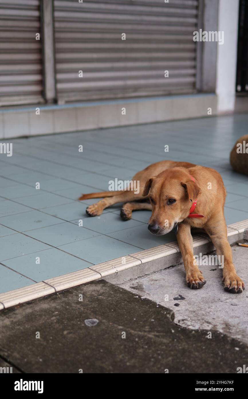 Un chien errant bronzé avec un collier rouge se trouve sur le trottoir de la ville, soulignant la vie animale urbaine et le sort des animaux de la rue. Banque D'Images