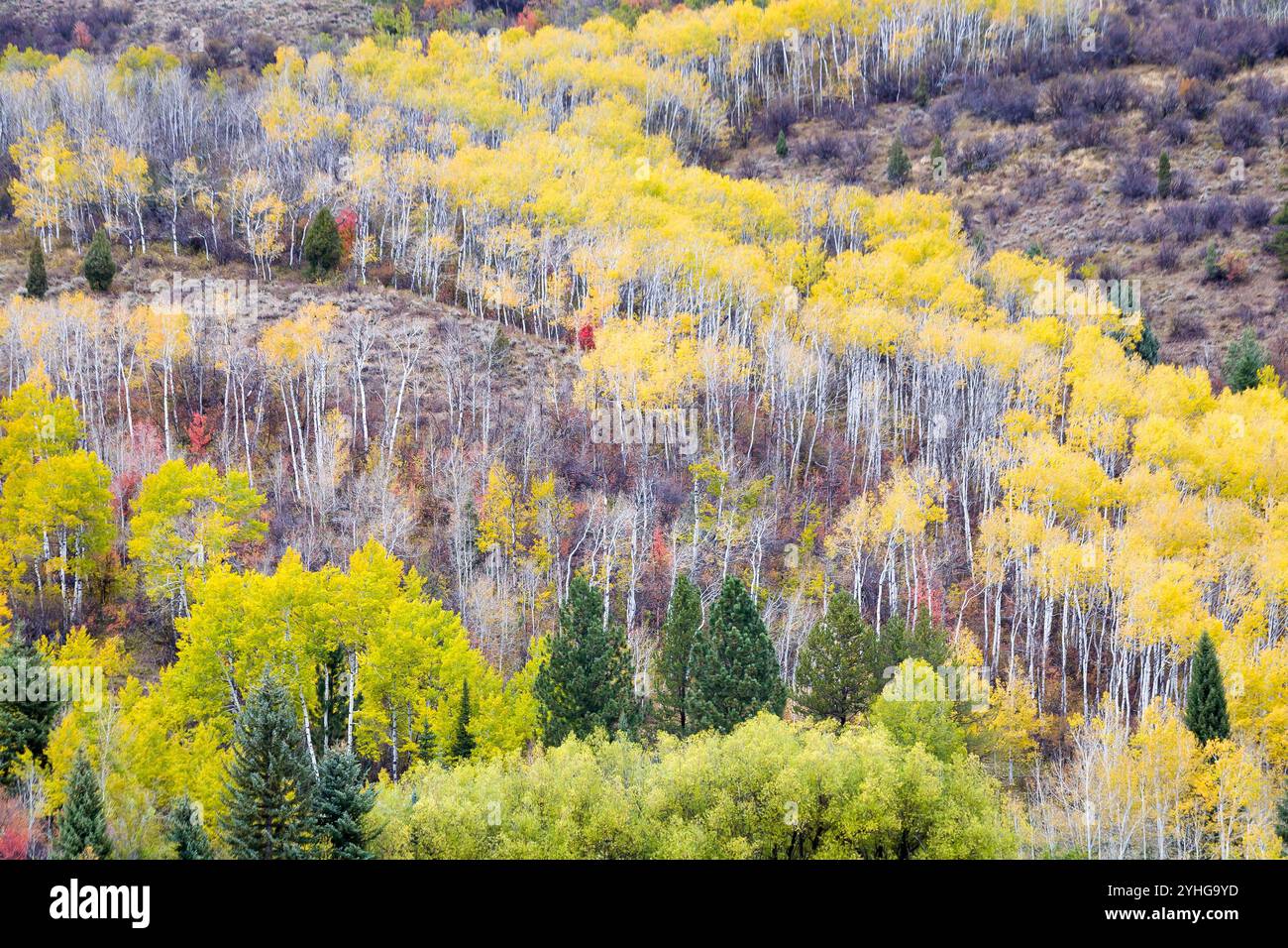 Feuilles d'automne accrochées aux arbres de tremble sur un flanc de montagne dans les montagnes de Snake River. Forêt nationale de Bridger-Teton, Wyoming Banque D'Images