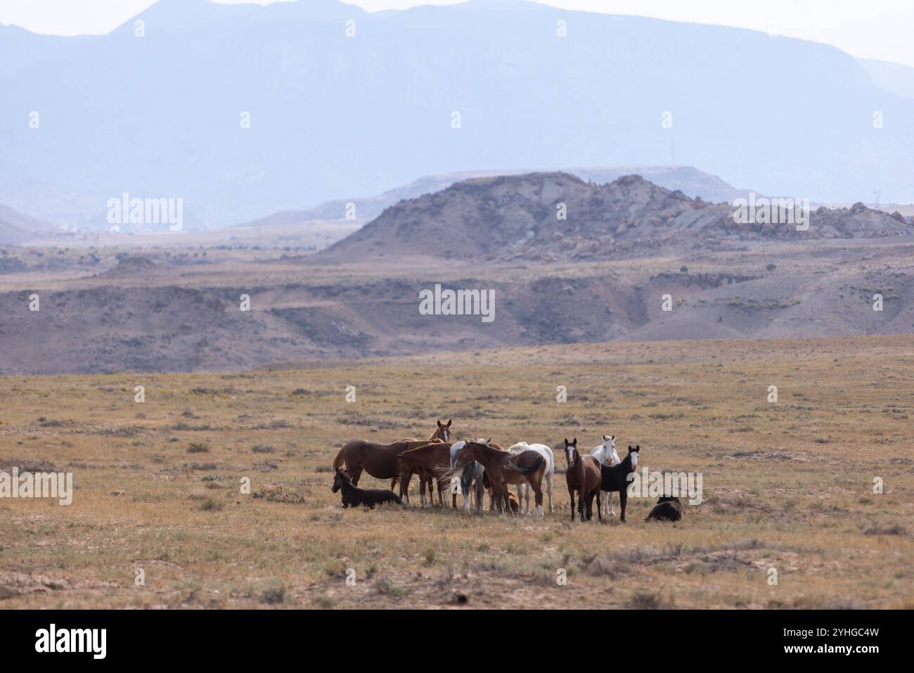 Un petit troupeau de chevaux près du monument four Corners, le seul endroit aux États-Unis où quatre états se réunissent en un seul endroit. Arizona, Utah Banque D'Images
