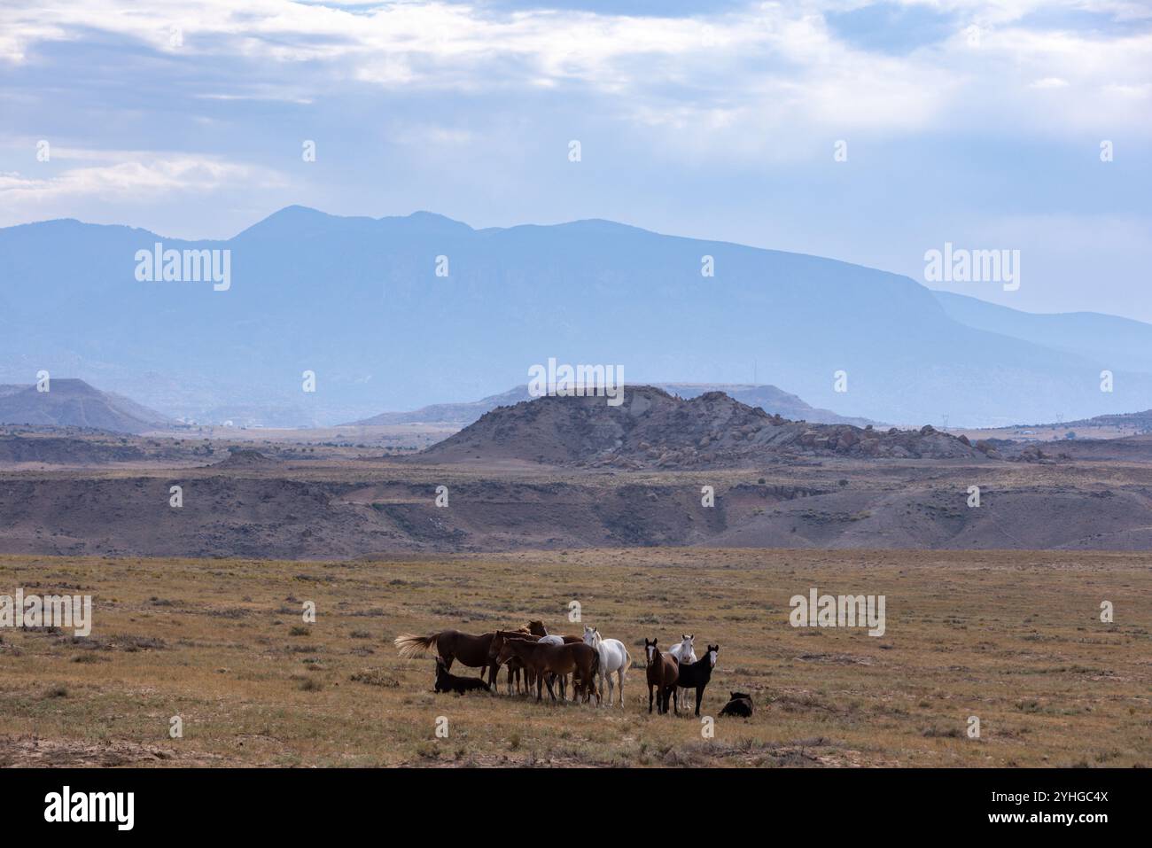 Un petit troupeau de chevaux près du monument four Corners, le seul endroit aux États-Unis où quatre états se réunissent en un seul endroit. Arizona, Utah Banque D'Images