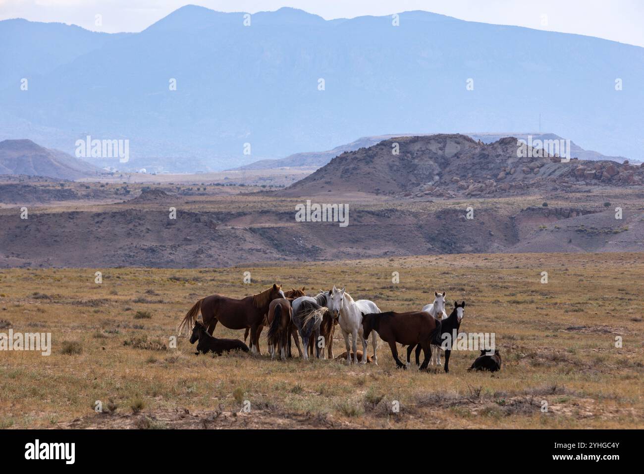 Un petit troupeau de chevaux près du monument four Corners, le seul endroit aux États-Unis où quatre états se réunissent en un seul endroit. Arizona, Utah Banque D'Images
