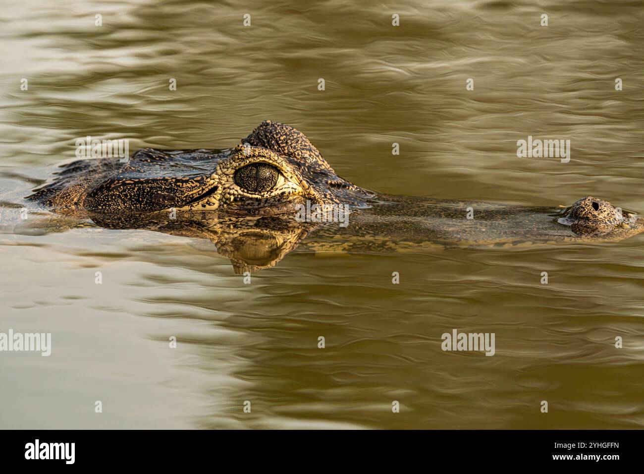 Caiman au milieu de la rivière avec l'oeil à travers la surface. Banque D'Images