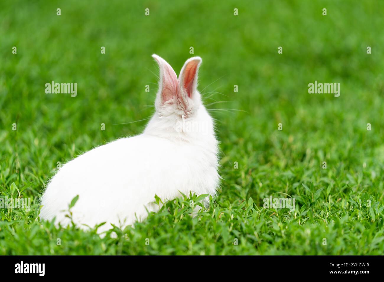 Lapin blanc, albinos, est assis dans l'herbe avec le dos. Photo de haute qualité Banque D'Images