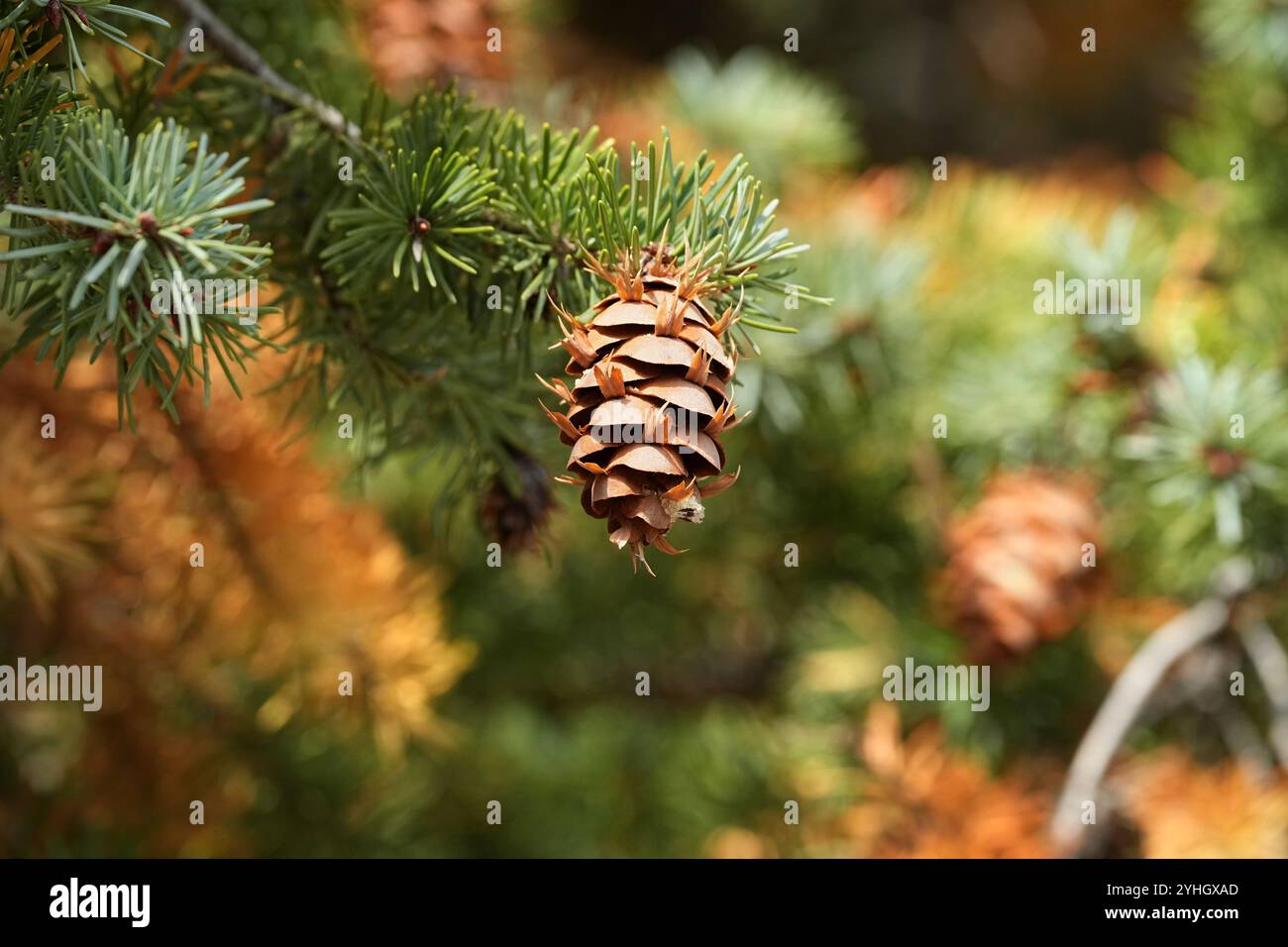 Douglas Fir - cône de graines se développant en automne Banque D'Images