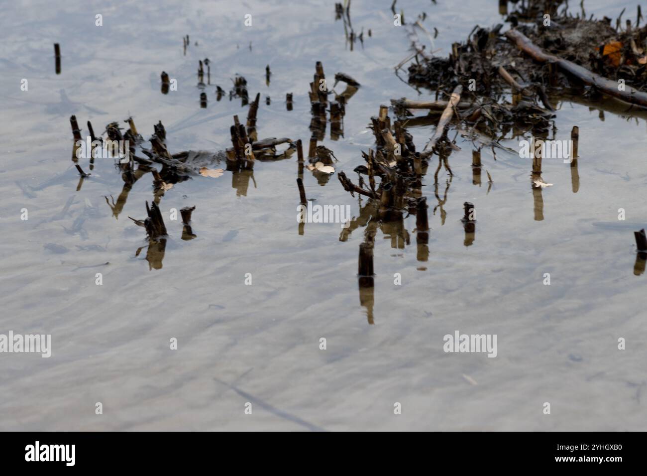 Vue rapprochée de tiges de roseaux délabrées immergées dans les eaux peu profondes et claires de la lagune de Szczecin, capturant un instantané détaillé et serein. Banque D'Images