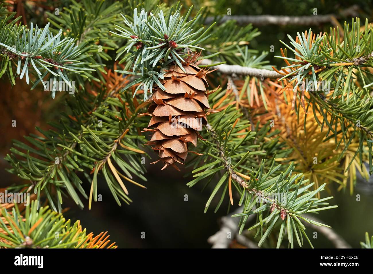 Douglas Fir - cône de graines se développant en automne Banque D'Images