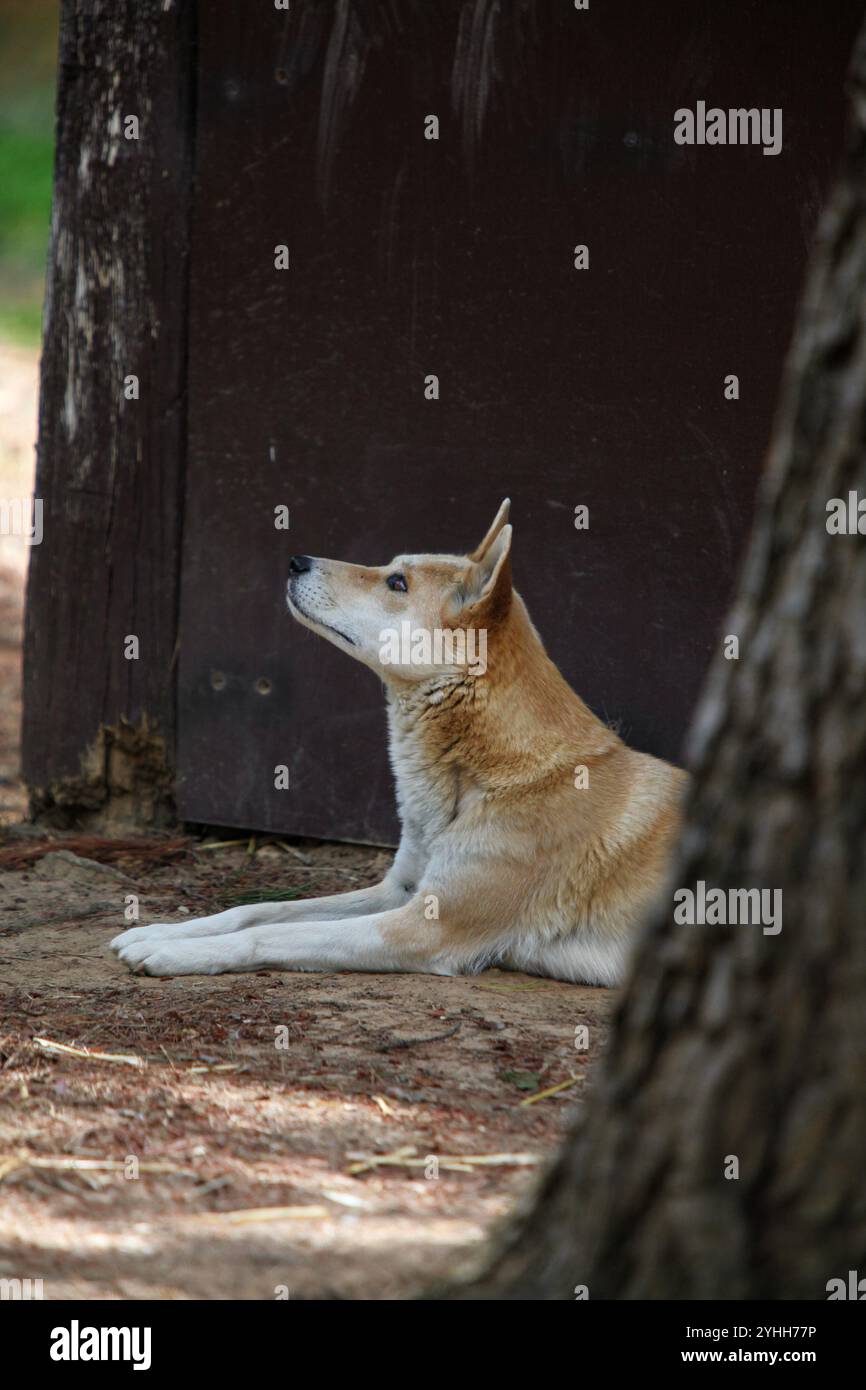 Dingo en Australie regardant vers le haut Banque D'Images