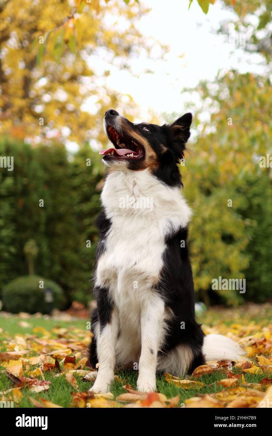 border collie est assis sous un arbre. c'est l'automne et les feuilles des arbres sont jaunes Banque D'Images