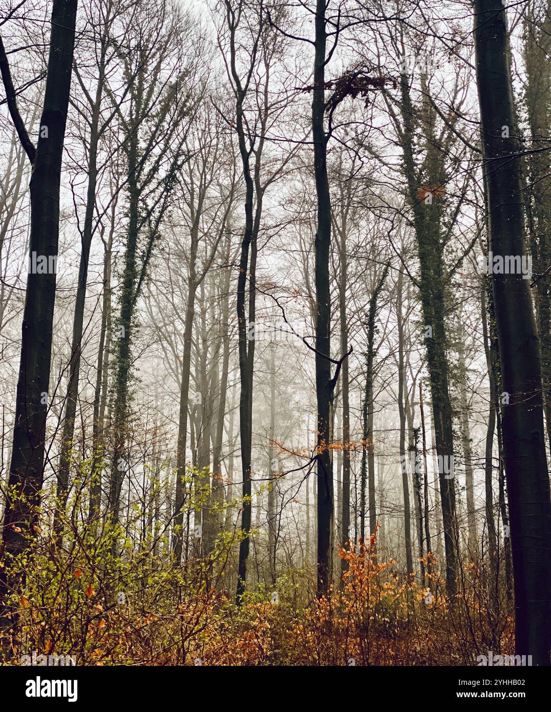 Forêt d'hiver brumeuse en Allemagne Banque D'Images