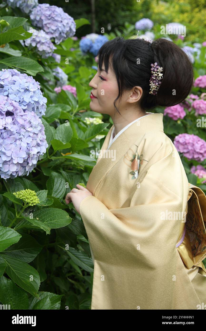 Kamakura hydrangea et femme en kimono Banque D'Images