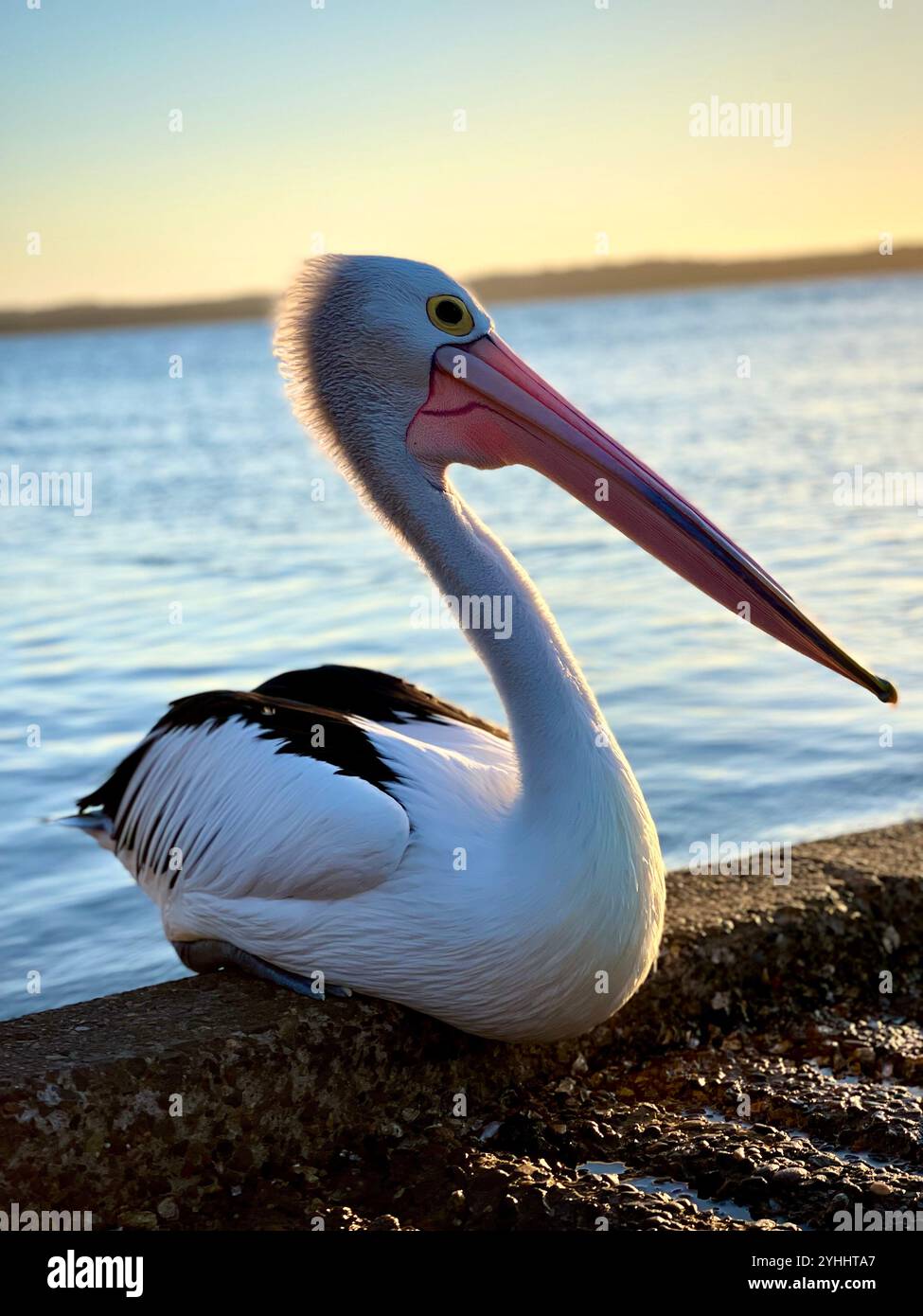 Pélican australien au bord d'un lac - Image de stock capturée avec un smartphone