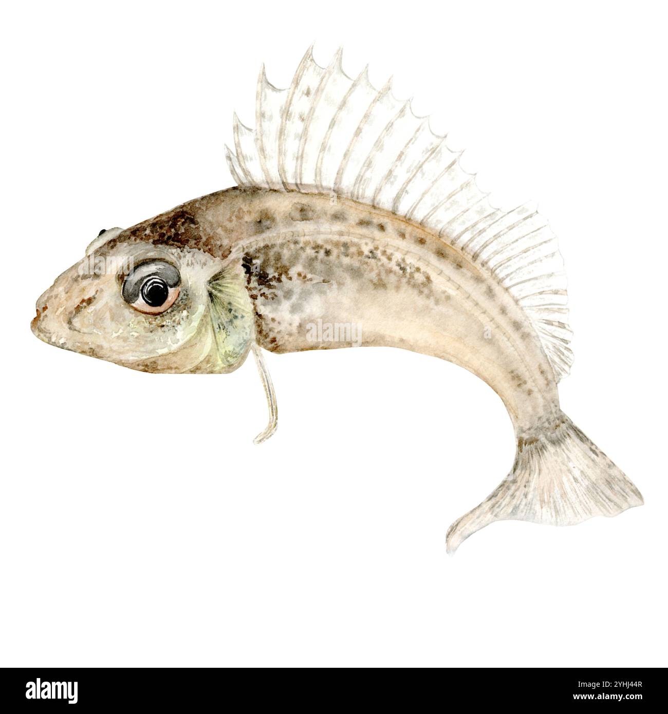 Ruf commun. Un poisson de rivière de la famille des perches. Illustration du clip aquarelle L'illustration est dessinée à la main. Convient aux encyclopédies, aux dessins de cartes, aux textiles et au scrapbooking Banque D'Images